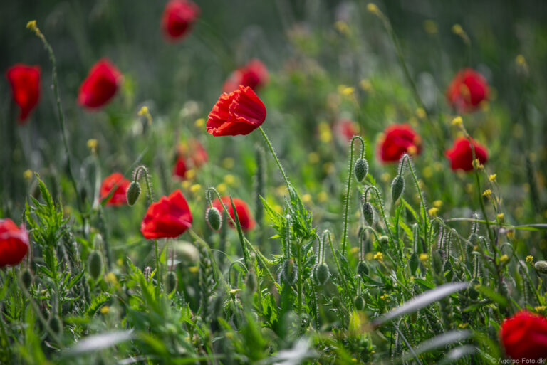 Natur